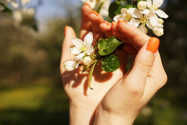 Le mani di donne tengono alberi di mele fiorenti con fiori. Chiudete. Concetto primavera — Foto Stock