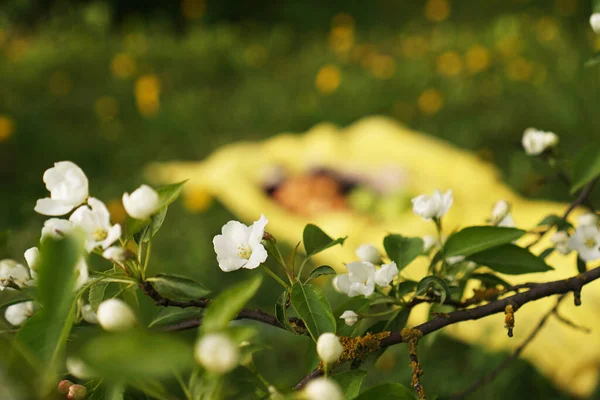 Beautiful flowers on the apple tree in nature — Stock Photo, Image