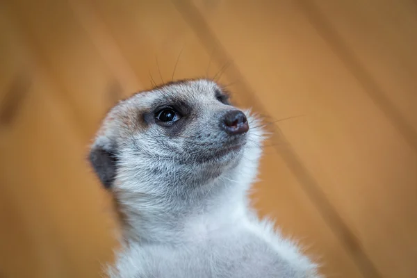 Nieuwsgierig meerkat portret — Stockfoto