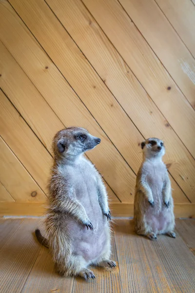 Vakande meerkats stå vakt — Stockfoto