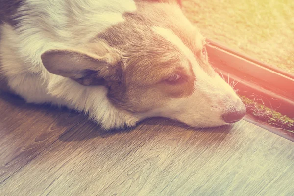 Fauler Corgi-Hund auf dem Holzboden — Stockfoto