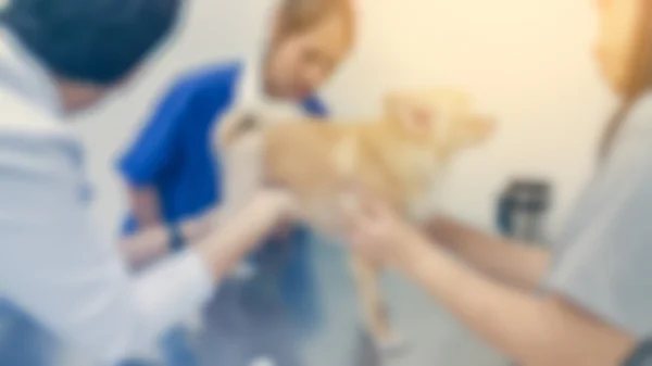Desenfoque del grupo de veterinario de control de perro chihuahua — Foto de Stock