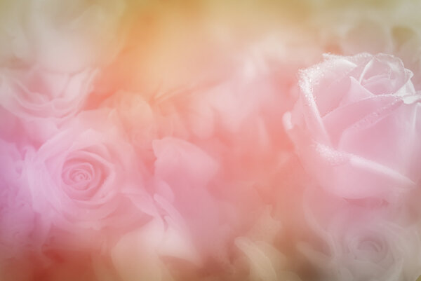 Sweet color roses in soft color for flora blured background