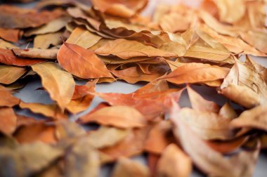 Kahverengi yaprak düştü 