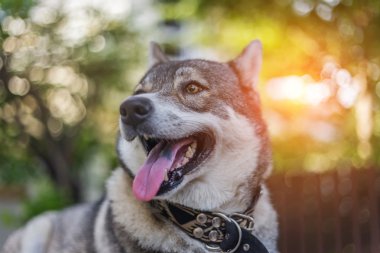 kahverengi gözlü Husky mutlu portre