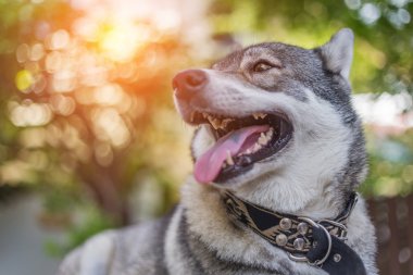 Kahverengi gözlü Husky portre