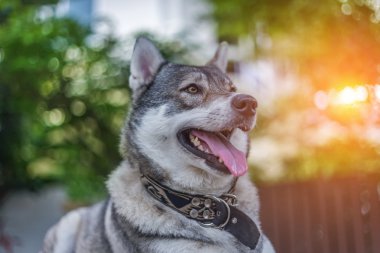 kahverengi gözlü Husky dikey gülümseme