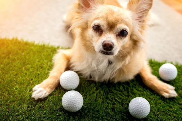 Chihuahua warna coklat anjing tidur di samping bola golf pada gr hijau — Stok Foto