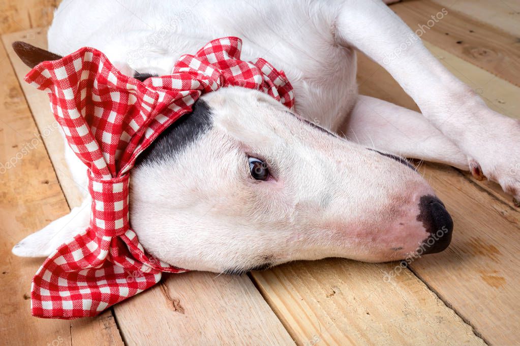 English bull Terrier shooting portrait on wooden floor and backg