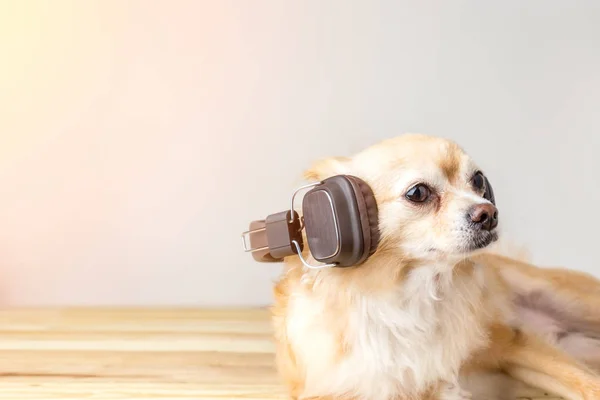 Niedlicher Chihuahua-Hund hört Musik — Stockfoto