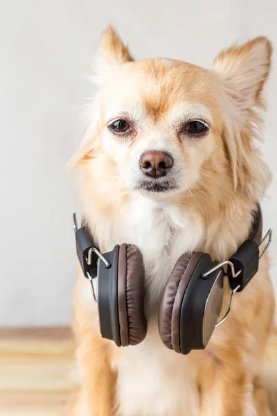 Σκυλί chihuahua χαριτωμένο ακούγοντας μουσική — Φωτογραφία Αρχείου