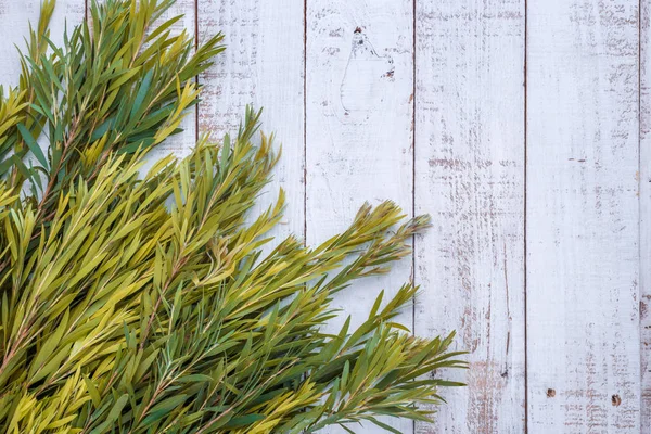 yeşil yaprakları eski ahşap arka plan şenlikli doğa çerçeve b