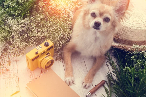 Söt chihuahua brun hund sitter koppla av med blomma notebook kom — Stockfoto