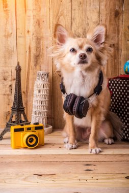 cute brown color chihuahua dog with travel concept ,travel stuff clipart