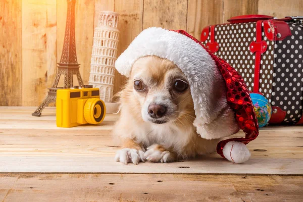 Aranyos barna színű Csivava kutya karácsonyi concept, utazási st — Stock Fotó