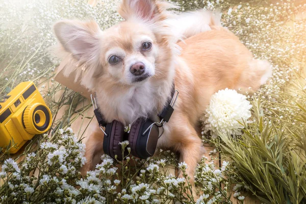 Καφέ chihuahua χαριτωμένο σκυλί κάθεται Χαλαρώστε με λουλούδι σημειωματάριο ήρθε — Φωτογραφία Αρχείου