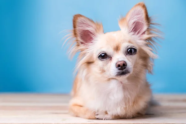 Niedlicher Brauner Chihuahua Hund Sitzt Auf Holzboden — Stockfoto