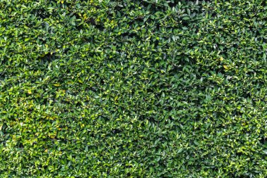 taze yeşil ağaç çit doku arka plan