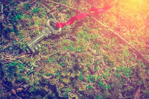 Vörös Juharfalevelek Erdőben — Stock Fotó
