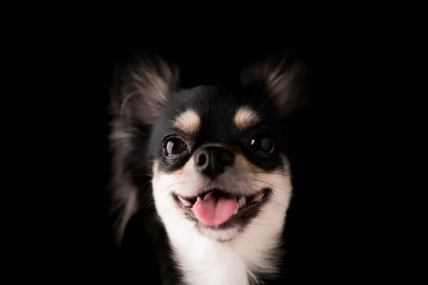 Schwarze Haare Chihuahua Hund Studio Porträt Auf Schwarzem Hintergrund — Stockfoto