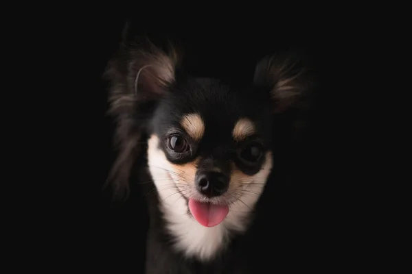 Svart Hår Chihuahua Hund Studio Porträtt Svart Bakgrund — Stockfoto