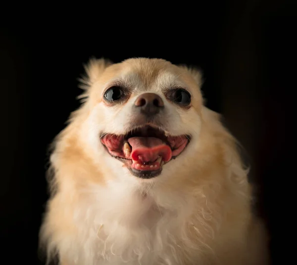Niedliches Braunes Chihuahua Lächeln Auf Schwarzem Hintergrund — Stockfoto