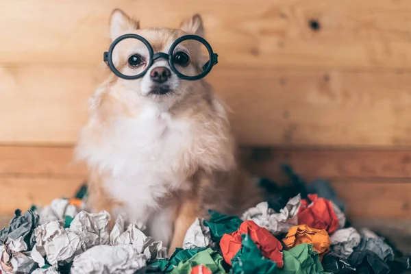 naughty brown chihuahua dog wear glasses play with crumpled paper ball trash