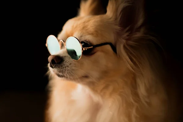าตาล Chihuahua มบนพ นหล — ภาพถ่ายสต็อก