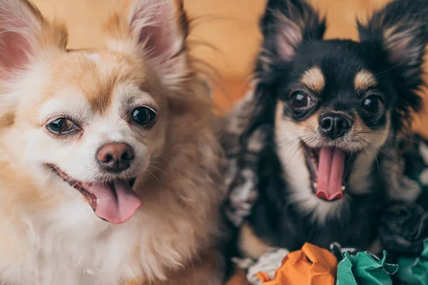 Freche Braune Und Schwarze Chihuahua Hunde Spielen Mit Zerknülltem Papierkugelmüll — Stockfoto