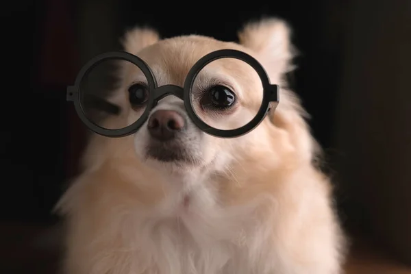 Słodkie Brązowe Długie Włosy Chihuahua Pies Nosić Okulary Inteligentne Genialne — Zdjęcie stockowe