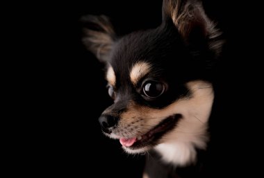 siyah saçlı chihuahua köpek stüdyo resmi siyah arka planda