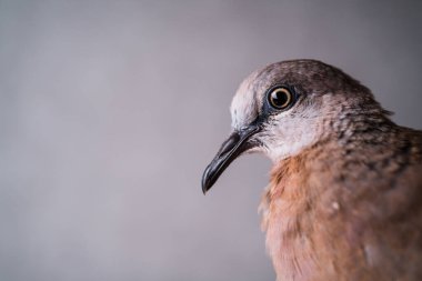 Dağ güvercini gri arka planda stüdyo set fotoğraf çekimi