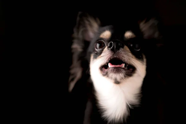 Svart Hår Chihuahua Hund Studio Porträtt Svart Bakgrund — Stockfoto