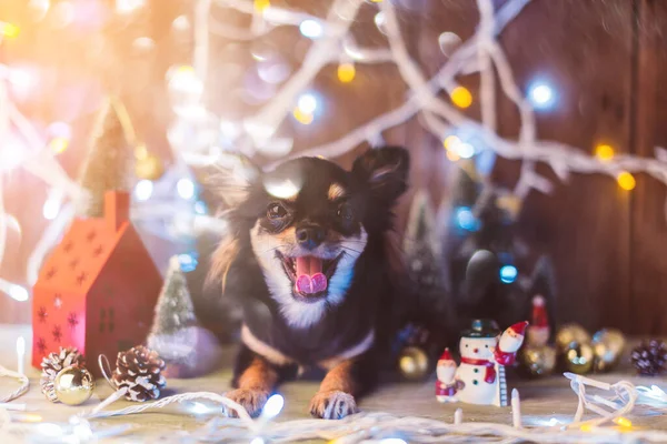 Aranyos Chihuahua Kutya Fény Dísz Díszíteni Karácsonyi Ünnepi Háttér — Stock Fotó