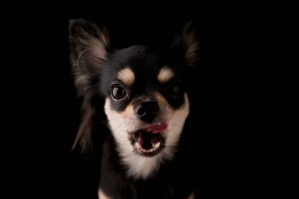 Svart Hår Chihuahua Hund Studio Porträtt Svart Bakgrund — Stockfoto