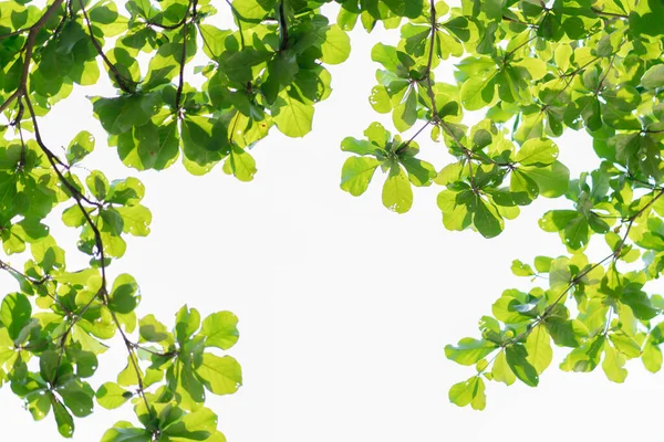 beyaz arkaplan ile ağaç çerçeve