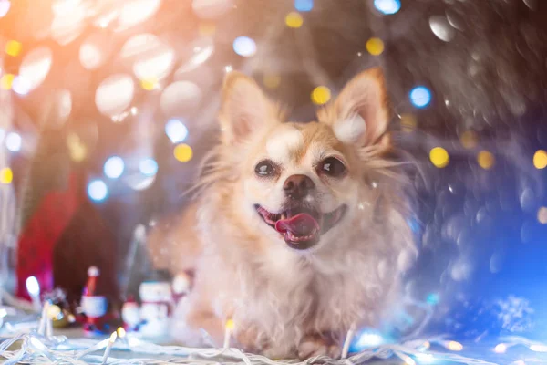 光の装飾でかわいいChihuahua犬クリスマスのお祝いの背景を飾る — ストック写真