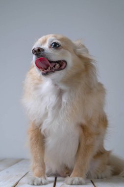 Kahverengi dost chihuahua köpeği beyaz duvar arkasını kapatın