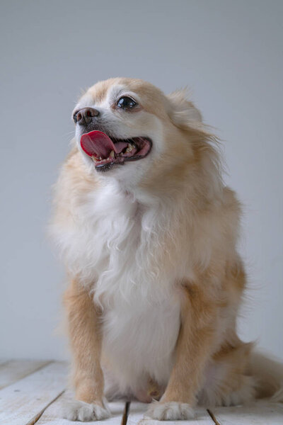 brown friendly chihuahua dog close up white wall background