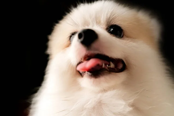 Χαριτωμένο Λευκό Τρίχωμα Puupy Σκυλί Αστείο Χαμόγελο Στούντιο Γυρίσματα Μαύρο — Φωτογραφία Αρχείου