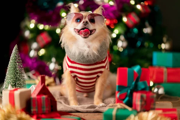 かわいい茶色のChihuahua犬幸せな木製の床にクリスマスツリーやボックスプレゼントを飾るとクリスマスの衣装を着て — ストック写真