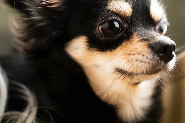 Närbild Svart Och Brun Färg Hår Chihuahua Valp Hund — Stockfoto