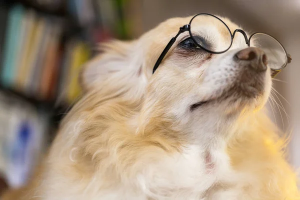 Niedlichen Braunen Haaren Chihuahua Glück Tragen Brille Täuschen Clevere Lustige — Stockfoto