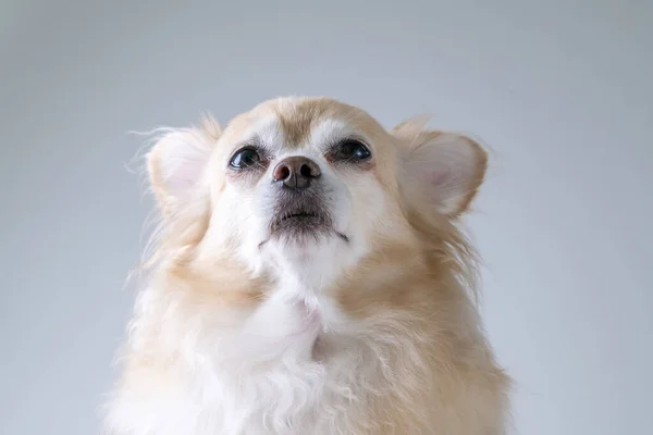 Marrón Amigable Perro Chihuahua Cerca Fondo Blanco Pared — Foto de Stock