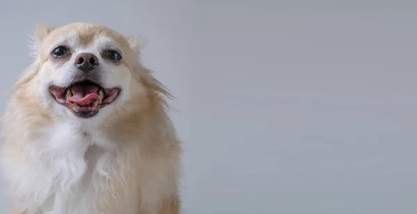 Marrón Amigable Perro Chihuahua Cerca Fondo Blanco Pared — Foto de Stock