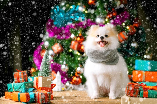 Niedliche Weiße Farbe Kleiner Hund Sitzen Entspannen Der Nähe Geschenk — Stockfoto