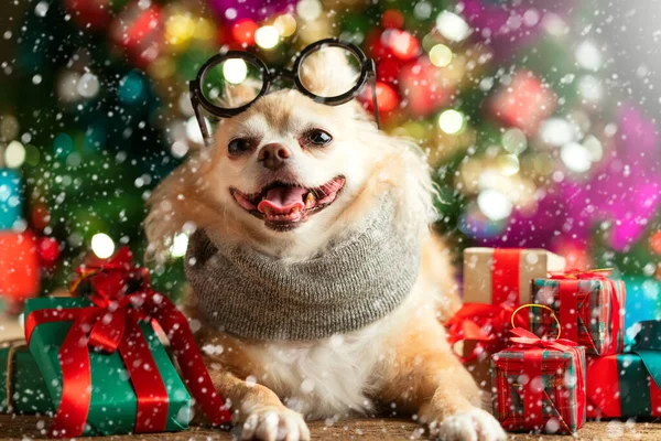 かわいい茶色のChihuahua犬の服の眼鏡は 現在のギフトボックスとクリスマスツリーのお祝いの背景コンセプトの近くにリラックス座って — ストック写真