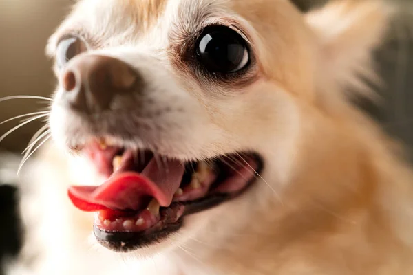 Nahaufnahme Niedlich Braune Haare Chihuahua Hund Schwarzen Hintergrund — Stockfoto