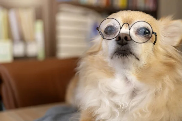 Niedlichen Braunen Haaren Chihuahua Glück Tragen Brille Täuschen Clevere Lustige — Stockfoto