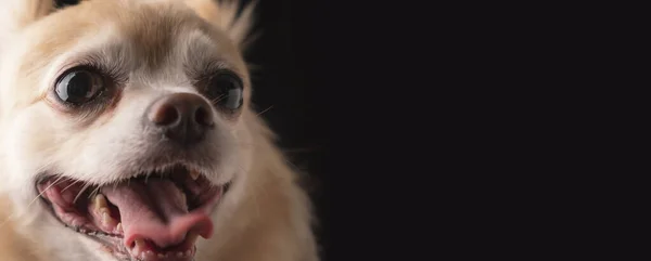 Primer Plano Lindo Pelo Marrón Chihuahua Perro Negro Fondo — Foto de Stock